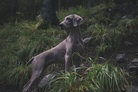 Weimaraner. Original public domain image from Wikimedia Commons