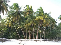 Palm trees on a beach on the coast. Original public domain image from Wikimedia Commons