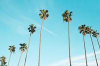 Blue sky with palm trees. Original public domain image from Wikimedia Commons