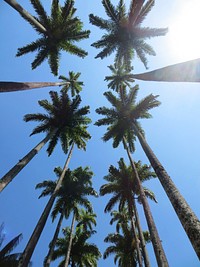Looking straight up at a dozen palm trees against a sunny blue sky. Original public domain image from Wikimedia Commons