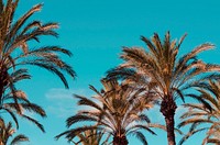 Looking straight up at a dozen palm trees against a sunny blue sky. Original public domain image from <a href="https://commons.wikimedia.org/wiki/File:Henry_Be_2017-01-07_(Unsplash).jpg" target="_blank">Wikimedia Commons</a>