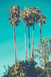 A cluster of palm trees. Original public domain image from Wikimedia Commons