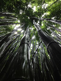 A low-angle shot of a canopy of moist bamboos. Original public domain image from Wikimedia Commons