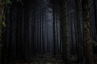 A dark coniferous forest. Original public domain image from Wikimedia Commons