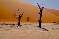 Desolate trees in the sandy desert of Deadvlei Hiking Trail. Original public domain image from Wikimedia Commons