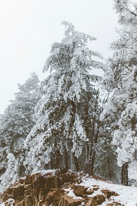 Large, tall trees covered in snow at Lake Arrowhead, California. Original public domain image from <a href="https://commons.wikimedia.org/wiki/File:Lake_Arrowhead_winter_trail_(Unsplash).jpg" target="_blank" rel="noopener noreferrer nofollow">Wikimedia Commons</a>