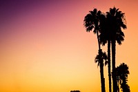 Palm tree silhouettes in Venice Beach, against a vibrant pink and orange sunset sky. Original public domain image from Wikimedia Commons