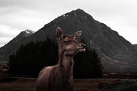 Close-up of a deer with its eyes closed near a conical mountain in Glencoe. Original public domain image from <a href="https://commons.wikimedia.org/wiki/File:Relax_(Unsplash_lVEywZpgfY).jpg" target="_blank" rel="noopener noreferrer nofollow">Wikimedia Commons</a>