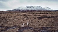 Two ducks in an enclosure near snowy table-top mountains in Iceland. Original public domain image from Wikimedia Commons