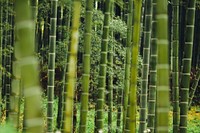 Green bamboo plants growing close to each other. Original public domain image from Wikimedia Commons