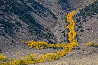 Yellow trees line the valley of a barren mountainside. Original public domain image from <a href="https://commons.wikimedia.org/wiki/File:Fall_in_Yosemite_National_Park_(Unsplash).jpg" target="_blank" rel="noopener noreferrer nofollow">Wikimedia Commons</a>