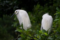 Two white long beak birds. Original public domain image from Wikimedia Commons