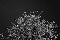 Black and white shot of treetop with blossom on dark sky. Original public domain image from Wikimedia Commons
