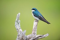 Bird on wood stump, green background. Original public domain image from Wikimedia Commons