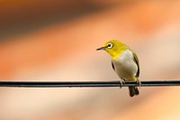 Yellow bird. Original public domain image from Wikimedia Commons