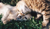 A long-haired cat snuggling up to a dog. Original public domain image from Wikimedia Commons