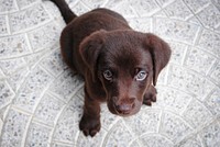 Short-coated brown puppy on white floor. Original public domain image from <a href="https://commons.wikimedia.org/wiki/File:Puppy_by_Jairo_Alzate,_2015.jpg" target="_blank">Wikimedia Commons</a>