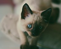 Close-up of a blue-eyed Siamese kitten. Original public domain image from Wikimedia Commons