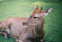 Deer in Nara Park. Original public domain image from Wikimedia Commons