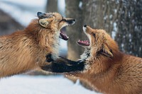 Zao Fox Village, Shiroishi-shi, Japan. Original public domain image from Wikimedia Commons