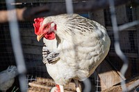 White hen in a cage coop. Original public domain image from <a href="https://commons.wikimedia.org/wiki/File:White_and_black_chicken_(Unsplash).jpg" target="_blank" rel="noopener noreferrer nofollow">Wikimedia Commons</a>