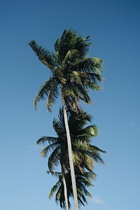 Summer palm tree, tropical background. Original public domain image from <a href="https://commons.wikimedia.org/wiki/File:Paloma_Del_Rosario_2017_(Unsplash).jpg" target="_blank">Wikimedia Commons</a>