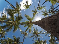 Looking up at a field of palm trees with the sun behind them in O'ahu. Original public domain image from Wikimedia Commons