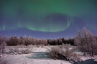 Aurora borealis in the sky over a snowy tree-lined field in Lapland. Original public domain image from Wikimedia Commons