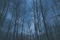 Bare trees against a dark sky. Original public domain image from <a href="https://commons.wikimedia.org/wiki/File:Bare_trees_at_twilight_(Unsplash).jpg" target="_blank" rel="noopener noreferrer nofollow">Wikimedia Commons</a>
