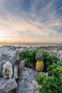 Pineapple sitting among rock formations at the beach.. Original public domain image from <a href="https://commons.wikimedia.org/wiki/File:Pineapple_and_rocks_(Unsplash).jpg" target="_blank" rel="noopener noreferrer nofollow">Wikimedia Commons</a>