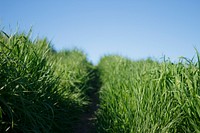 Grass field. Original public domain image from Wikimedia Commons