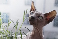 Close-up of a hairless Sphynx cat sniffing a plant. Original public domain image from Wikimedia Commons