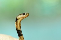 The view of the head of a deadly cobra snake on alert in Tainan City. Original public domain image from <a href="https://commons.wikimedia.org/wiki/File:View_of_deadly_cobra_snake_(Unsplash).jpg" target="_blank" rel="noopener noreferrer nofollow">Wikimedia Commons</a>