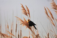 Bird. Original public domain image from Wikimedia Commons