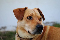 Close up brown dog face. Original public domain image from Wikimedia Commons