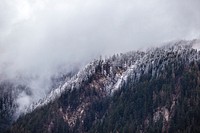 Snow on evergreen trees covering a misty hillside. Original public domain image from Wikimedia Commons