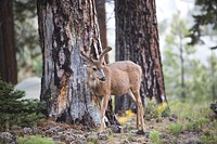 Young deer alone in the woods. Original public domain image from Wikimedia Commons