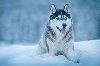 Alaskan Malamute. Original public domain image from Wikimedia Commons