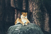 A female lion resting on a rock. Original public domain image from <a href="https://commons.wikimedia.org/wiki/File:Austin_Neill_2017-01-03_(Unsplash_kQzFr1JqSKM).jpg" target="_blank">Wikimedia Commons</a>