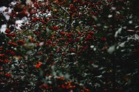 Mistletoe tree. Original public domain image from Wikimedia Commons