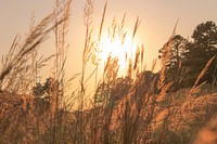 Sunrise over field. Original public domain image from Wikimedia Commons