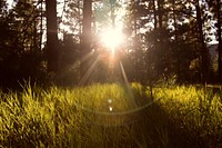 Sunlight through trees. Original public domain image from Wikimedia Commons