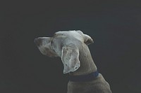 Back view of a dog's head in black and white. Original public domain image from Wikimedia Commons