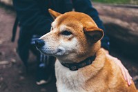 Shiba Inu. Original public domain image from Wikimedia Commons