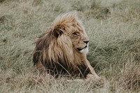 Lion. Original public domain image from <a href="https://commons.wikimedia.org/wiki/File:Plettenberg_Bay,_South_Africa_(Unsplash_uh5AfvDwwdM).jpg" target="_blank">Wikimedia Commons</a>