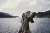A Weimaraner over a choppy lake on a cloudy day. Original public domain image from Wikimedia Commons