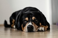 Black and brown dog. Original public domain image from Wikimedia Commons