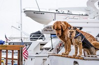 Long-coated brown dog on white boat. Original public domain image from <a href="https://commons.wikimedia.org/wiki/File:Roche_Harbor,_United_States_(Unsplash).jpg" target="_blank">Wikimedia Commons</a>