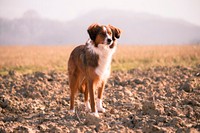 Fluffy dog standing on dirt ground. Original public domain image from <a href="https://commons.wikimedia.org/wiki/File:Julia_Janeta_(Unsplash).jpg" target="_blank">Wikimedia Commons</a>