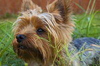 Yorkshire Terrier. Original public domain image from Wikimedia Commons